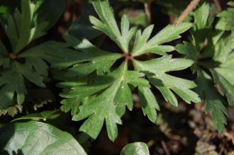 Anemone blanda 'White Splendour' Leaf (16/03/2014, Kew Gardens, London)