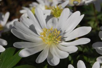 Anemone blanda 'White Splendour' Flower (16/03/2014, Kew Gardens, London)