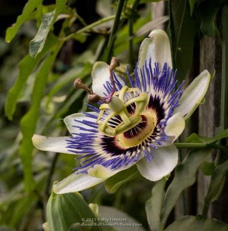 Blue Passion Flower © 2012 Patty Hankins