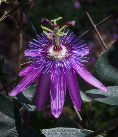 Amethyst Passion Flower © 2013 Patty Hankins