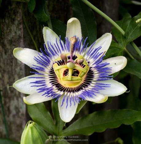 Blue Passion Flower © 2012 Patty Hankins