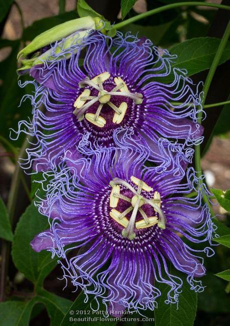 Incense Passion Flower © 2012 Patty Hankins