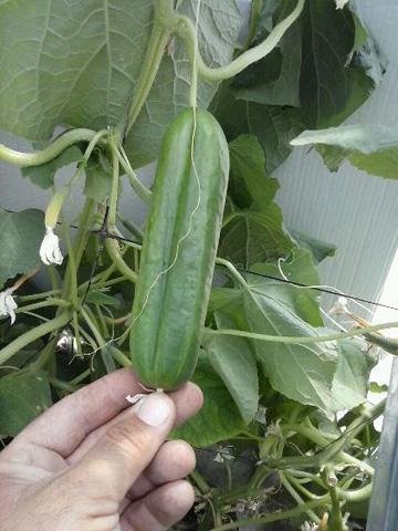 Ein Yahav grows wacky cucumbers