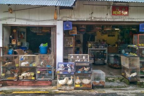 Angry Birds Of Melaka,Malaysia