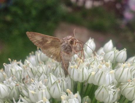 A mention for the butterfly and moth