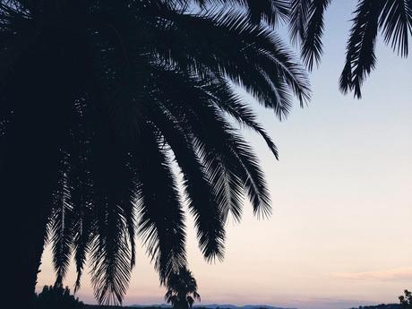 lime link love // no. 2 Palm trees in the country