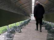 Italy: Destroys Cages Mink Farm