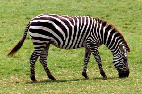 Zebra pictures