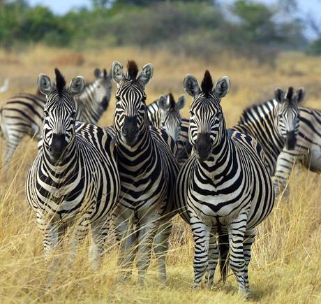 Zebra pictures