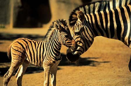 Zebra pictures