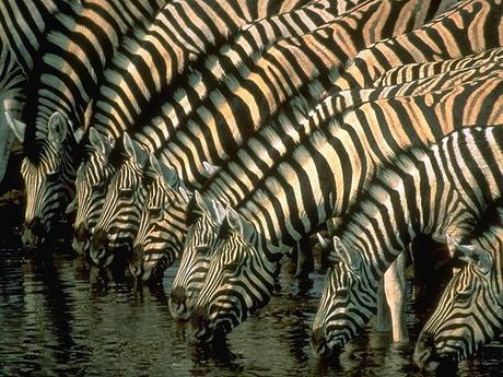 Zebra pictures