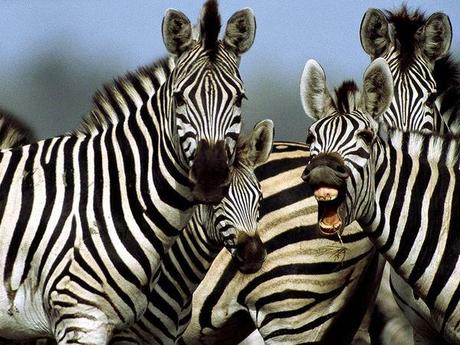 Zebra pictures