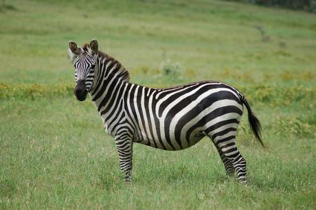 Zebra pictures