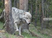 Back Wolf Killing Crusade Idaho