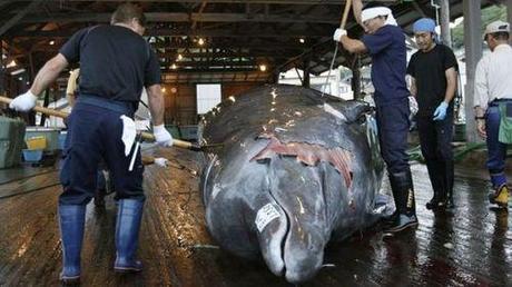 The Japanese will keep hunting whales, even though they’ve lost their appetite for them
