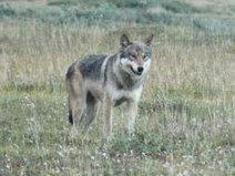 Speak Up for Wolves in Alaska