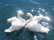 Swan Pictures