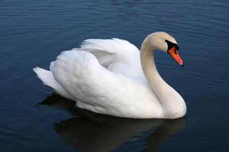 Swan pictures