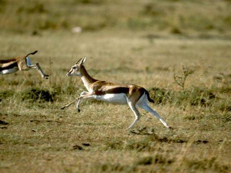 Gazelle pictures
