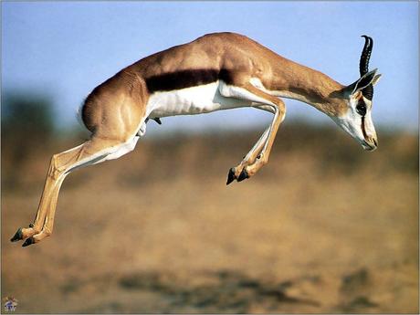 Gazelle pictures