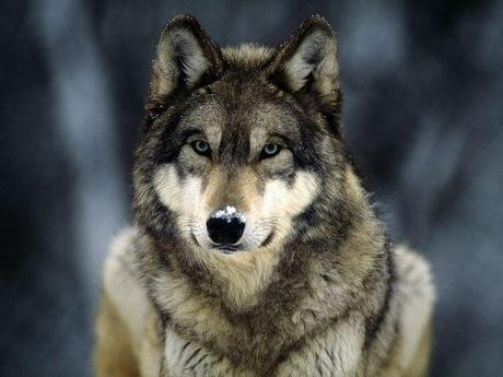 wolf pictures