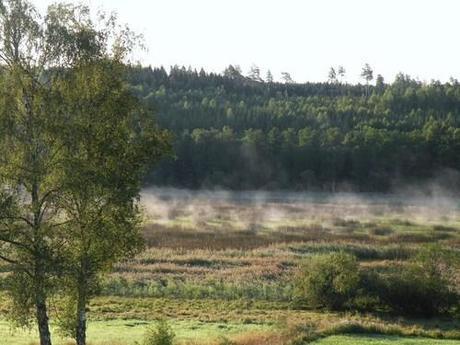 We Have Lost Nature And Animals Finally To The Asphalt Kids