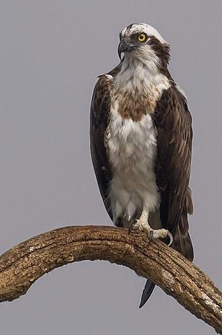 Osprey Sighting!