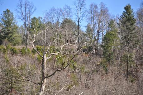 Osprey Sighting!