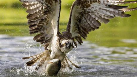 Osprey Sighting!