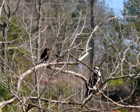 Osprey Sighting!