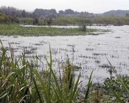 Applaud Government for Conserving Wetlands