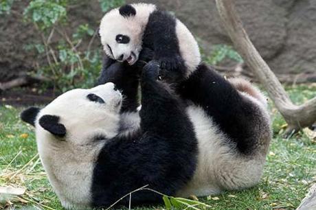 panda pictures