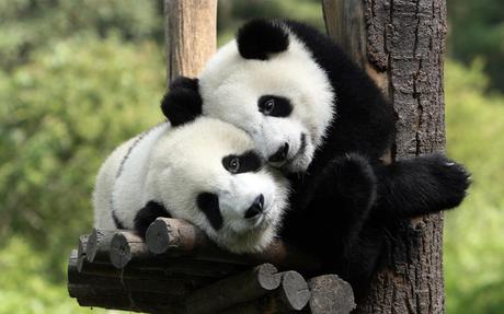 panda pictures