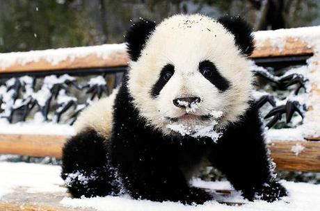 panda pictures