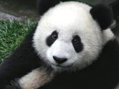 Panda Pictures