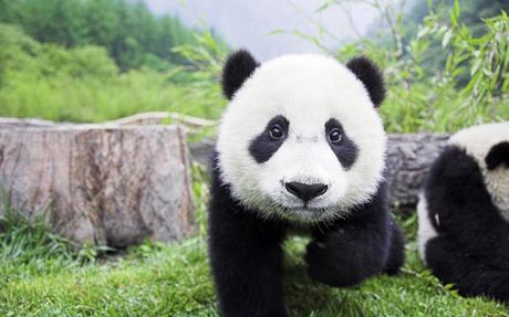 panda pictures