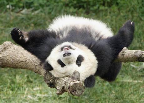 panda pictures