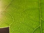 Scientists Closer Artificial Photosynthesis