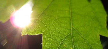 Argonne scientists get closer to artificial photosynthesis, create artificial Photosystem II