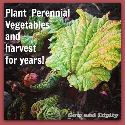 Perennial Vegetables Perennial Vegetables