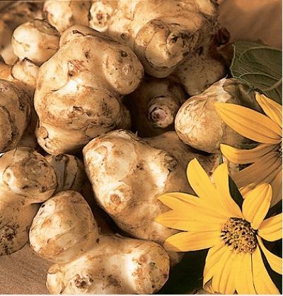 Perennial Vegetables Jerusalem Artichokes