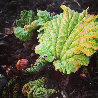 Perennial Vegetables Rhubarb