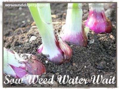 Perennial Vegetables sow weed water wait