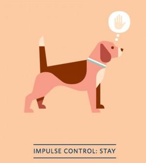dog training