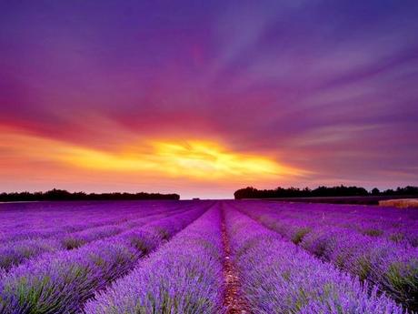 lavender field