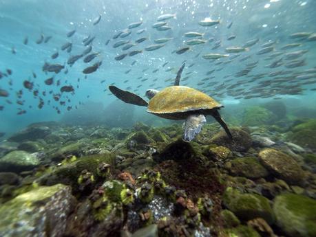 Galapagos Islands pictures