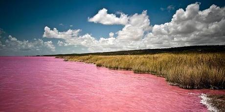 pink lake pictures