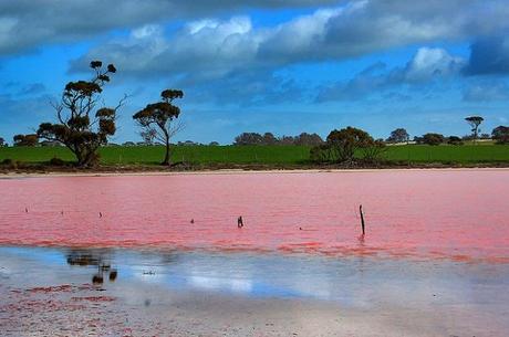 pink lake pictures