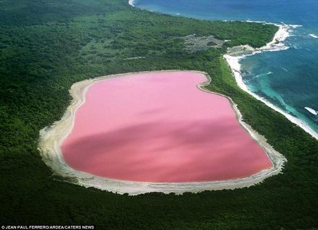 pink lake pictures