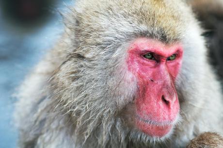 Japanese macaques pictures